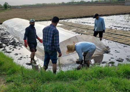 برنجکاری در حسین آباد